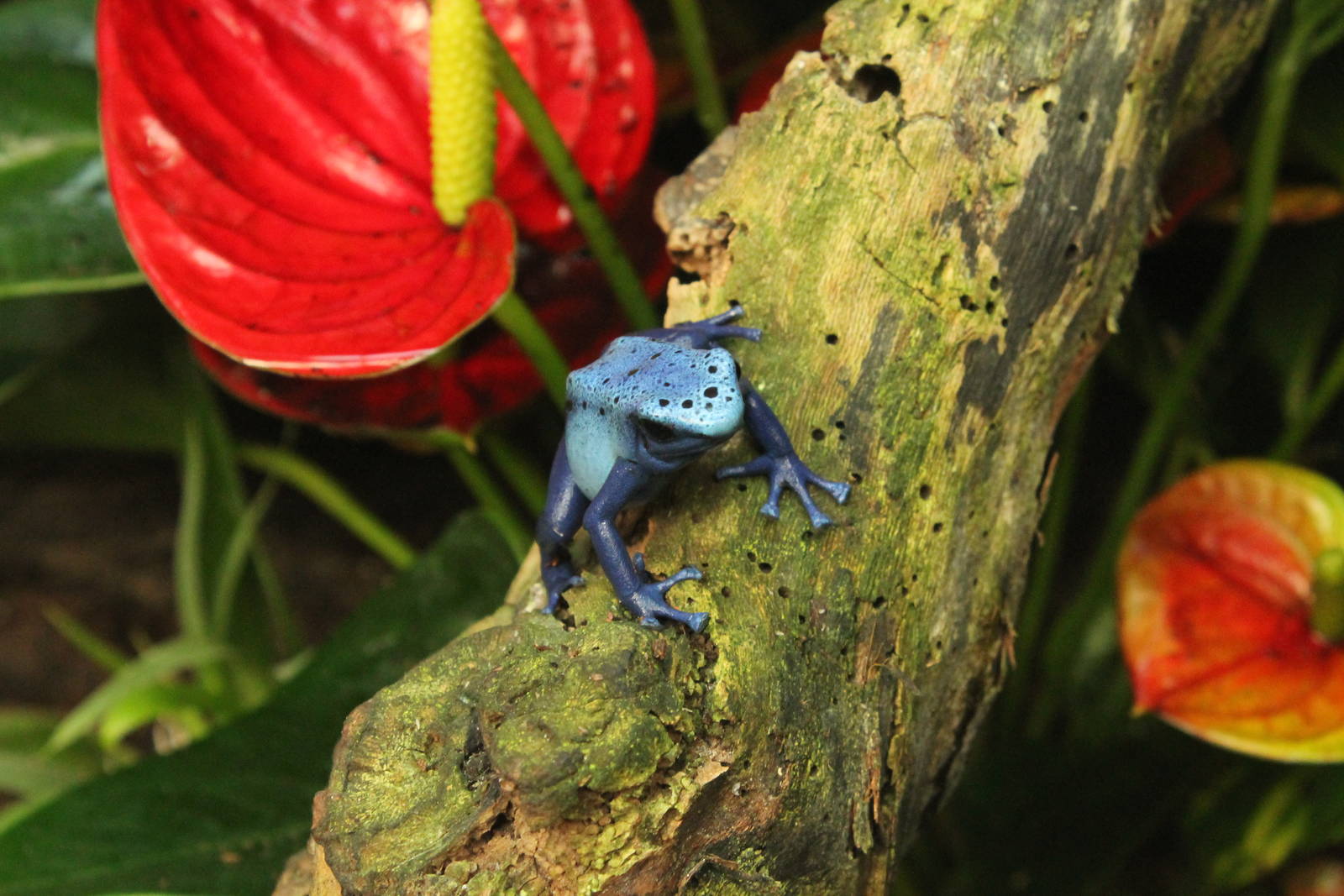 Blue Poison Dart Frog - 27th September 2015