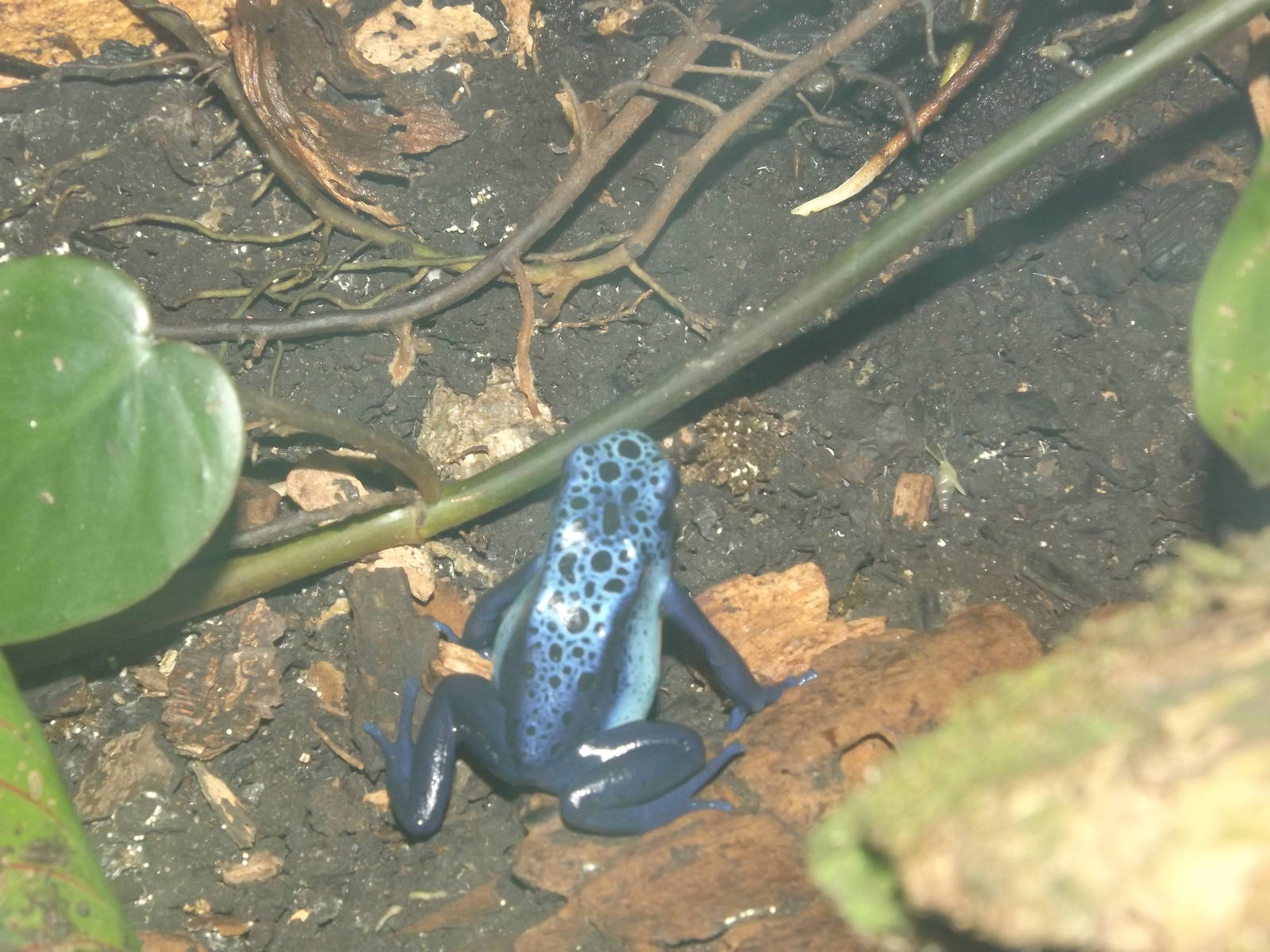 Blue Poison Dart Frog at Flamingoland 19/02/12