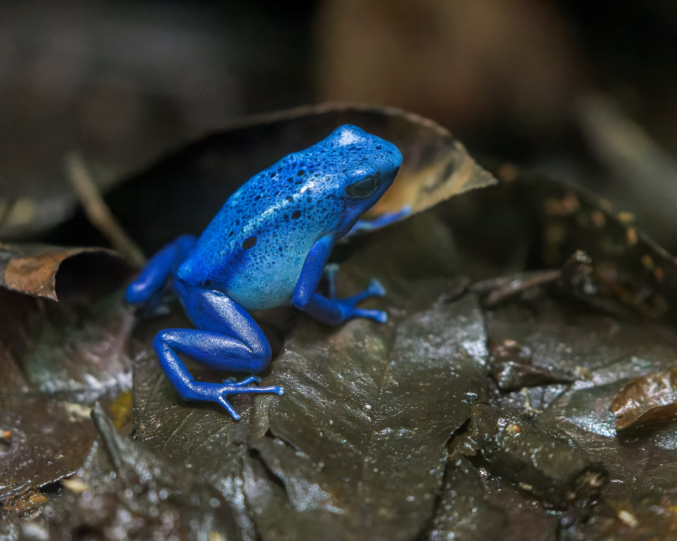 Blue Poison Dart Frog / Chester Zoo / 2-9-22