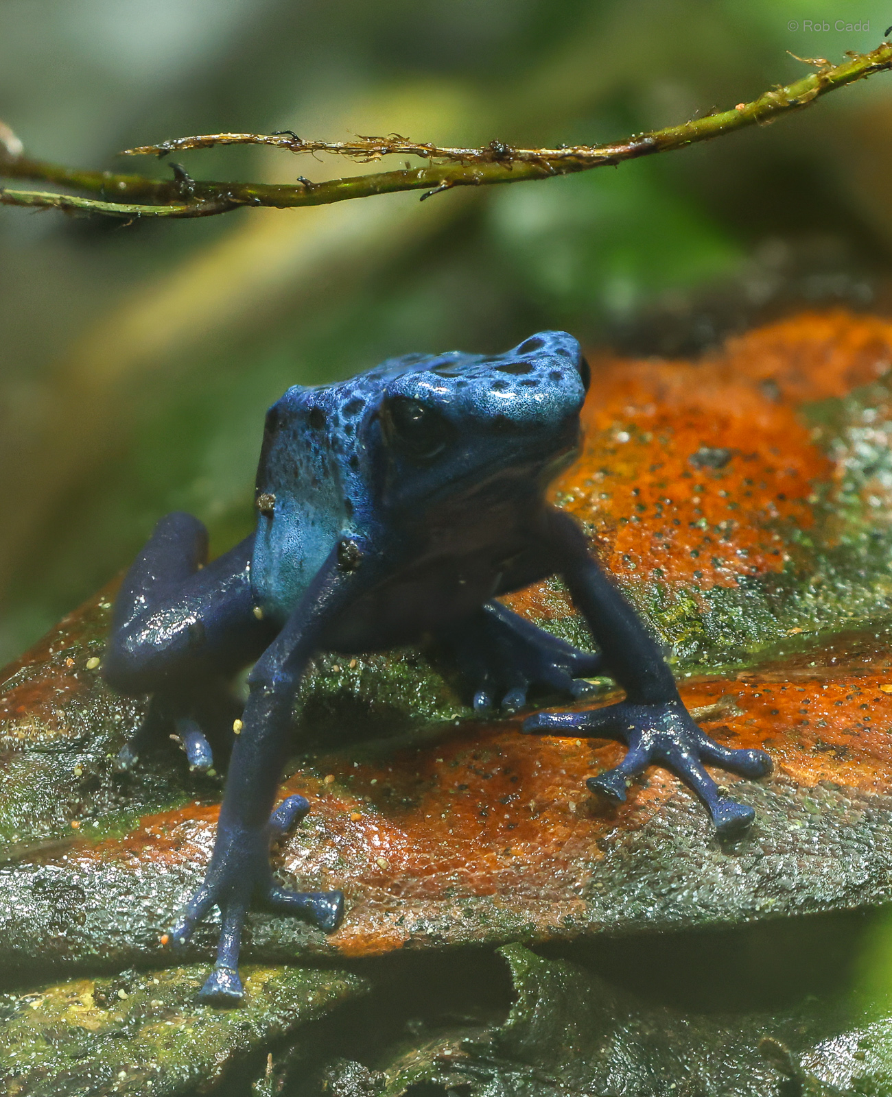 Blue poison dart frog : Chester Zoo : 24 Jun 2024