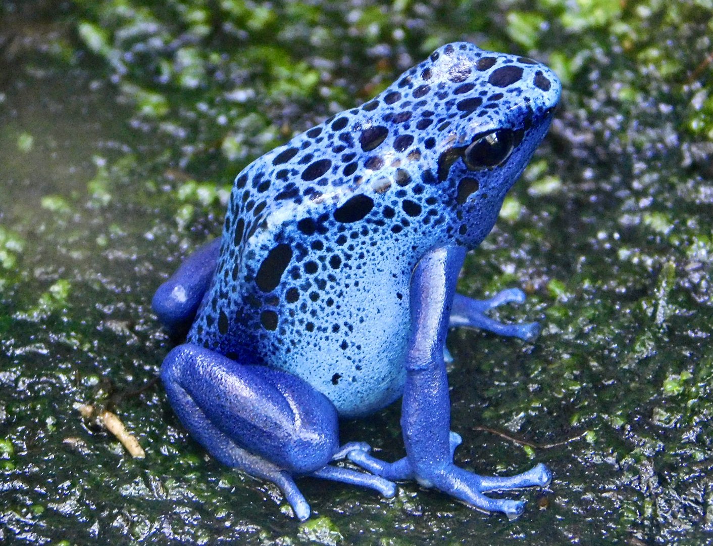 Blue Poison Dart Frog (Dendrobates azureus) November 29, 2025