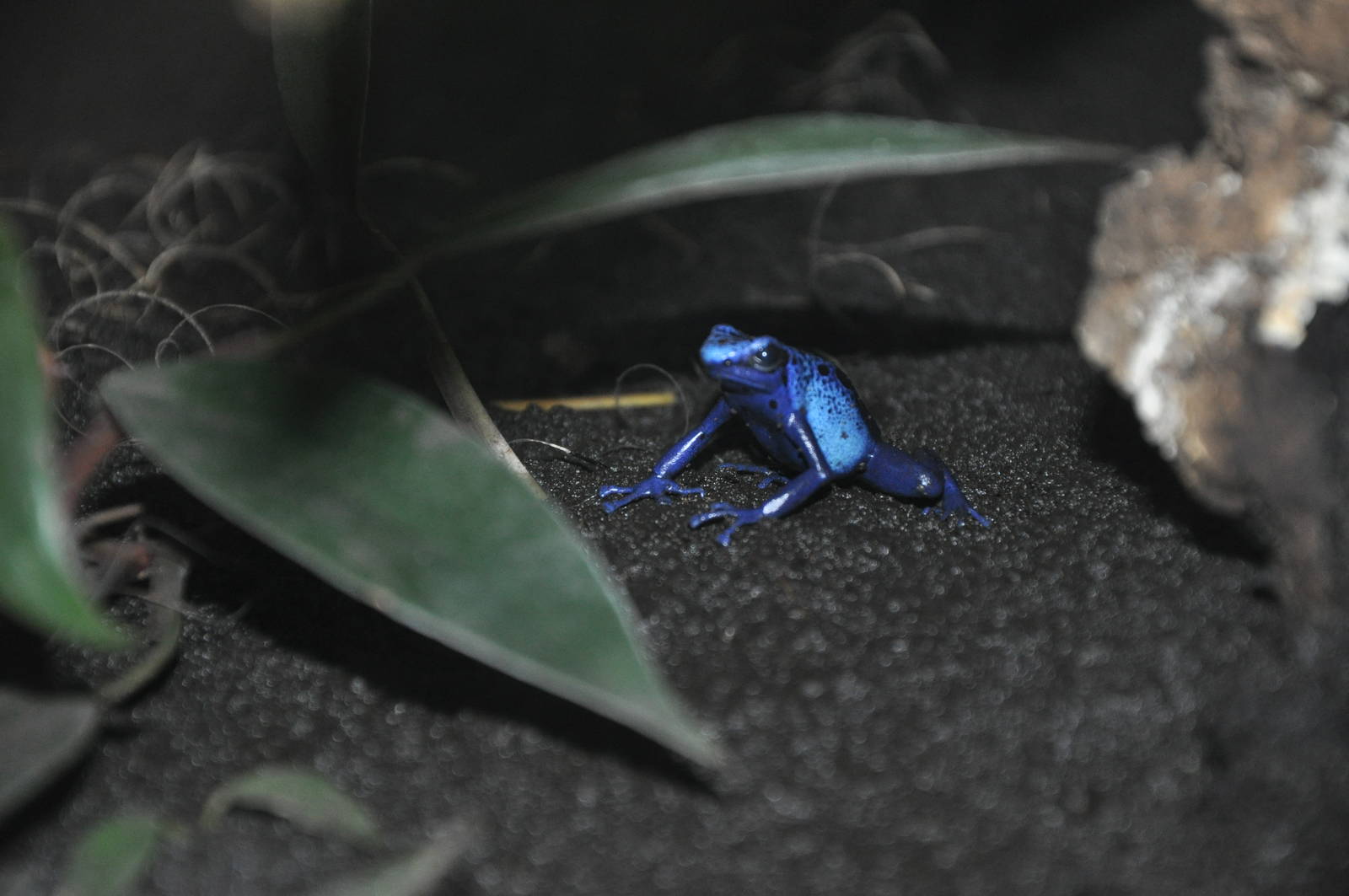 Blue poison dart frog/ Dendrobates azureus