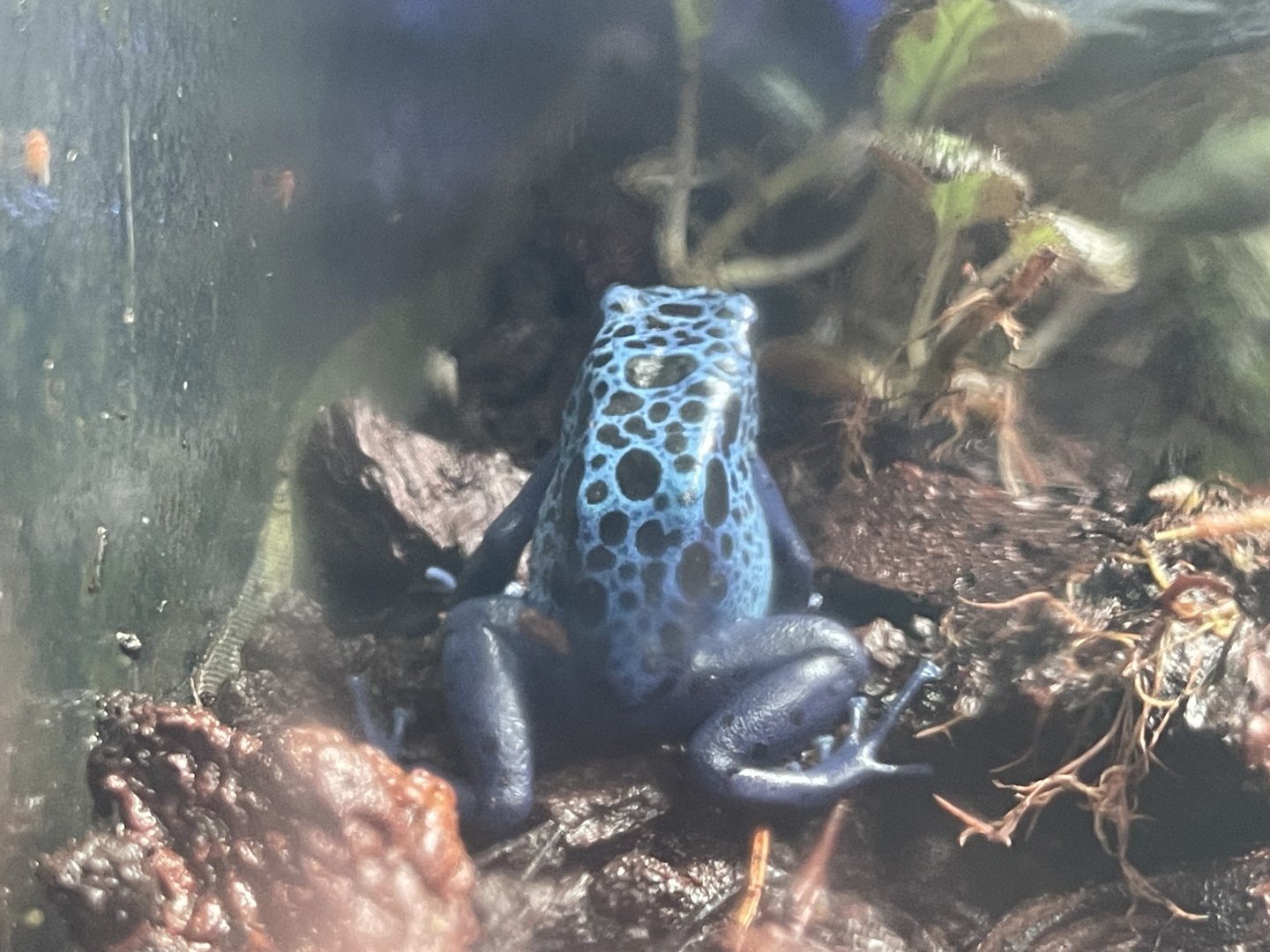 blue poison dart frog (dendrobates tinctorius “azureus”) (1)