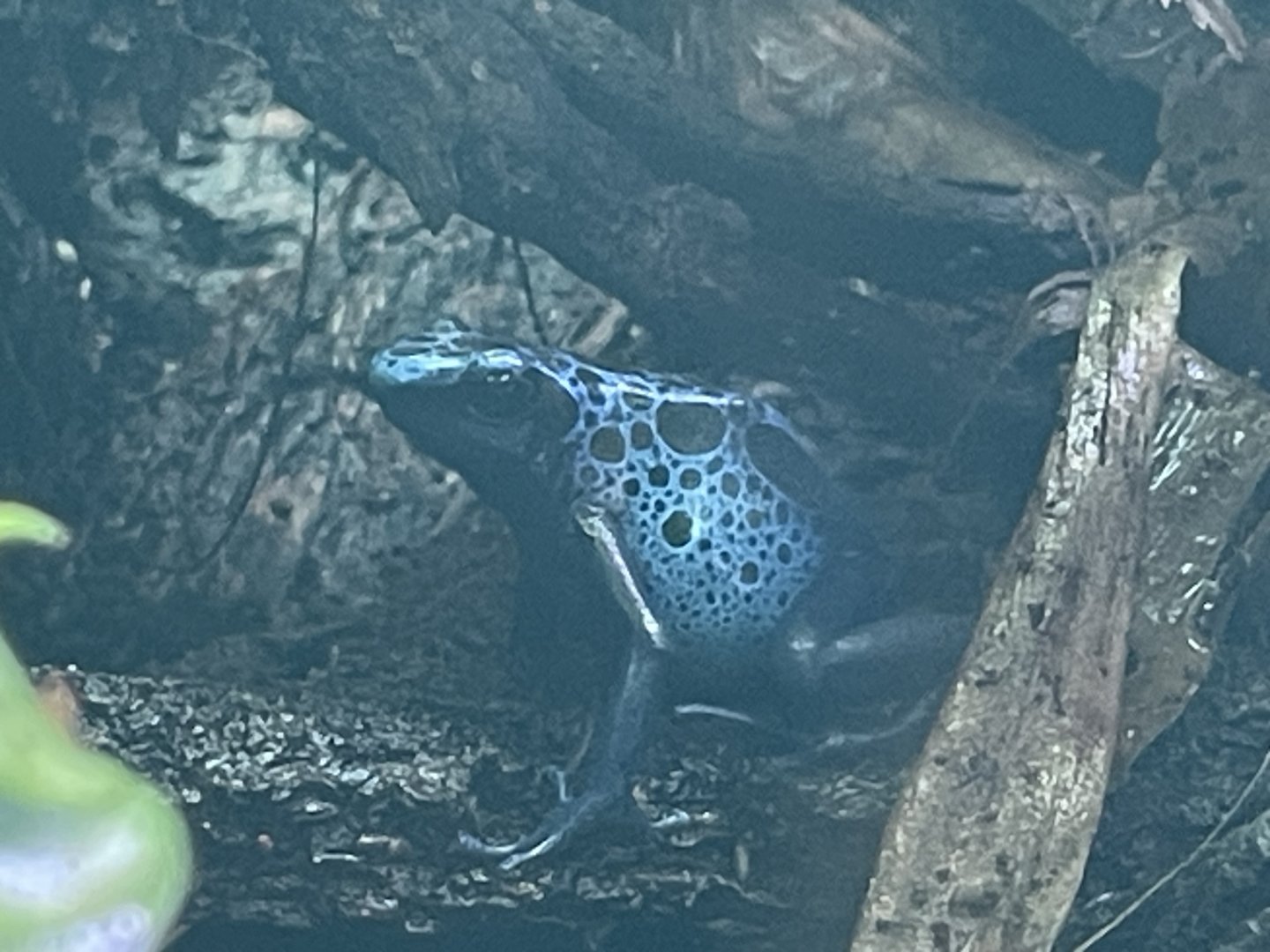 blue poison dart frog (dendrobates tinctorius “azureus”) (2)