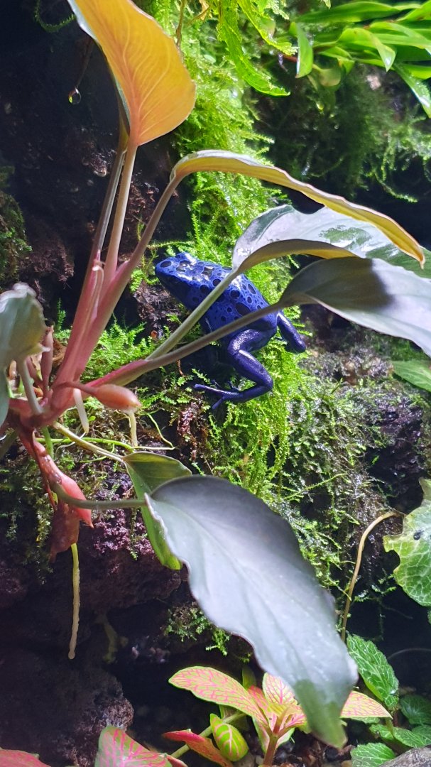 Blue Poison Dart Frog (Dendrobates tinctorius azureus) - Museum Komodo