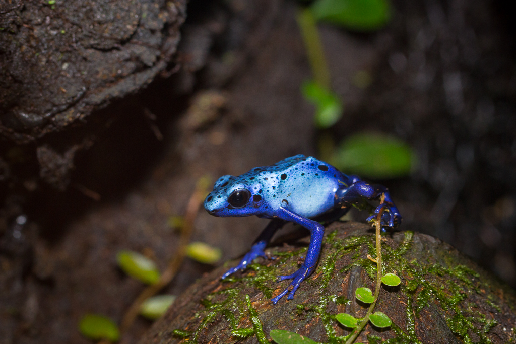Blue poison dart frog - Dendrobates tinctorius 'azureus'
