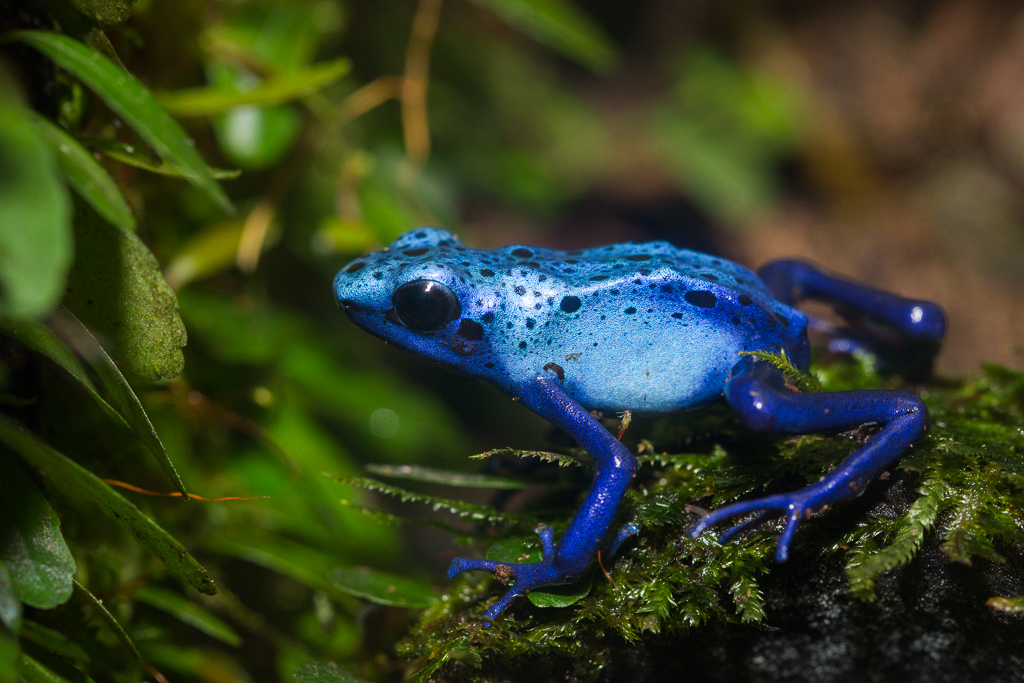Blue poison dart frog - Dendrobates tinctorius 'azureus'
