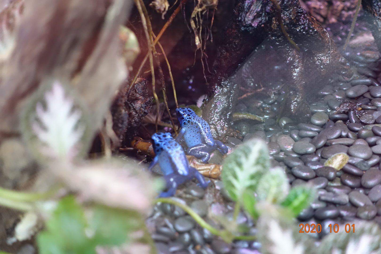 Blue Poison Dart Frog (Dendrobates tinctorius "azureus")