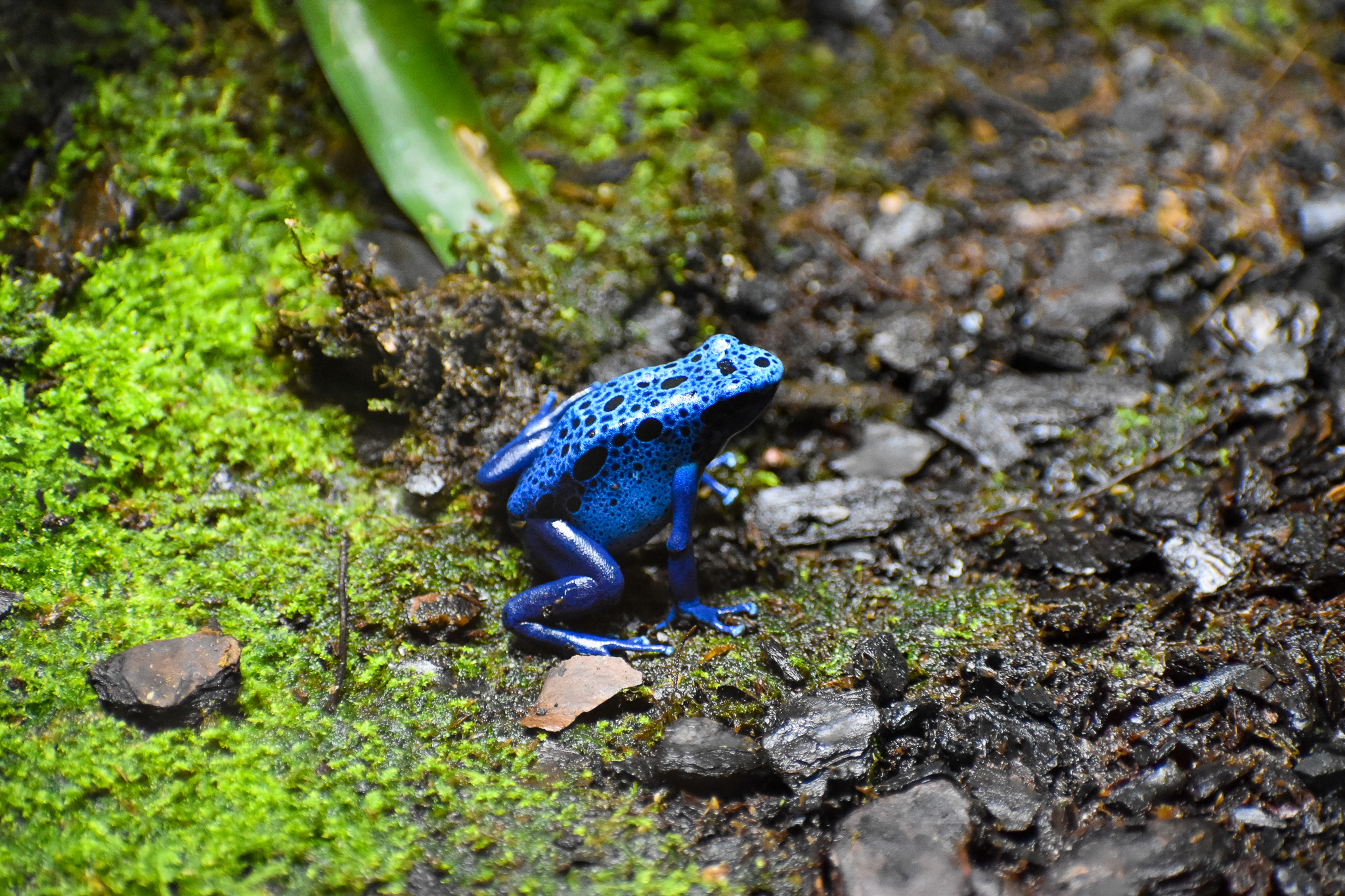 Blue Poison Dart Frog  (Dendrobates tinctorius "azureus")