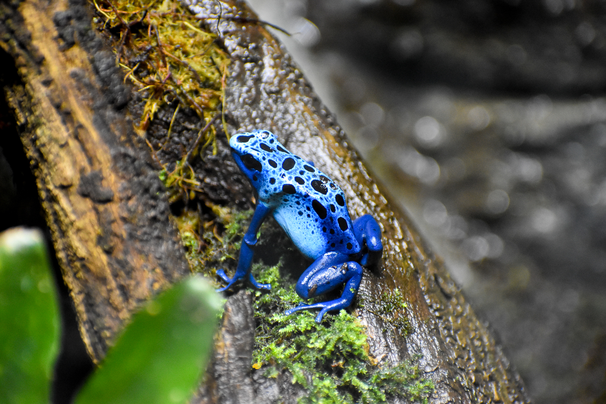 Blue Poison Dart Frog  (Dendrobates tinctorius "azureus")