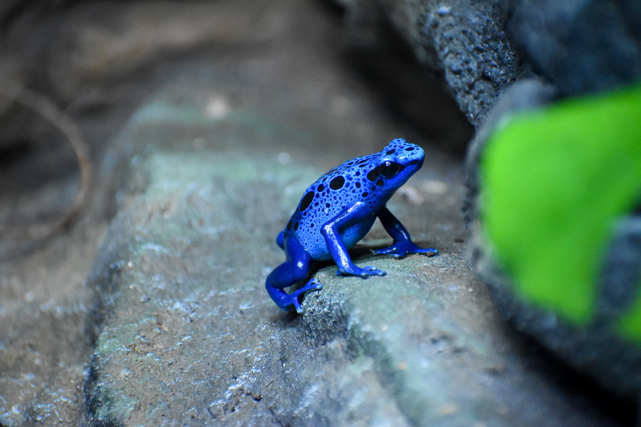 Blue Poison Dart Frog  (Dendrobates tinctorius "azureus")