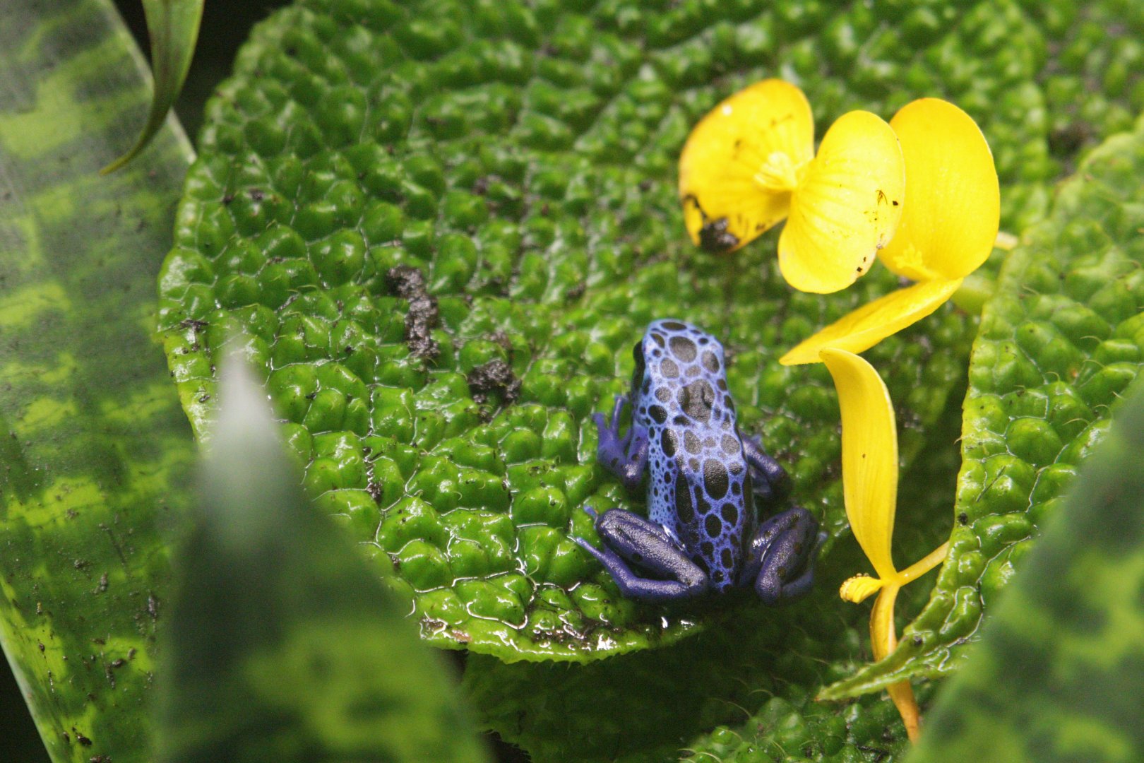 Blue Poison Dart Frog (Dendrobates tinctorius 'azureus')