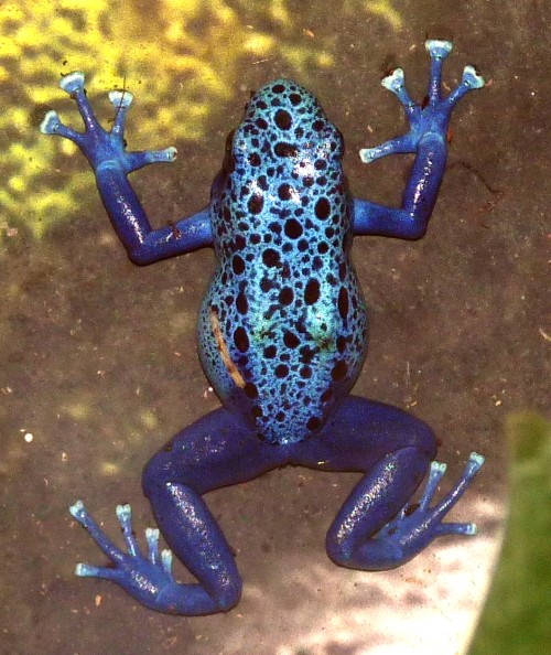 Blue poison dart frog (Dendrobates tinctorius 'Azureus')