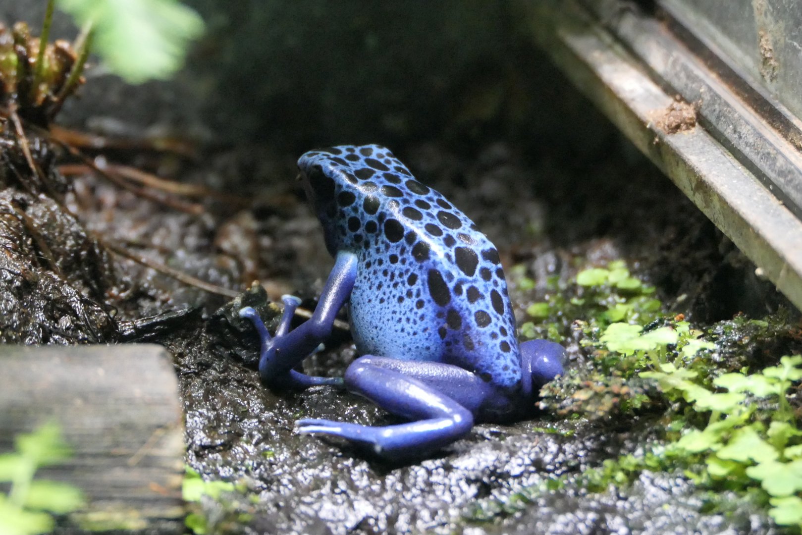 Blue Poison Dart Frog (Dendrobates tinctorius "azureus")