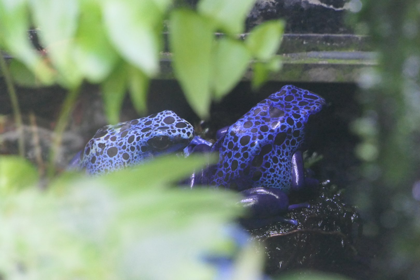 Blue Poison Dart Frog (Dendrobates tinctorius 'azureus')