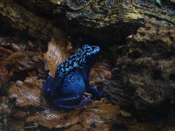 Blue poison dart frog (Dendrobates tinctorius var. "Azureus")