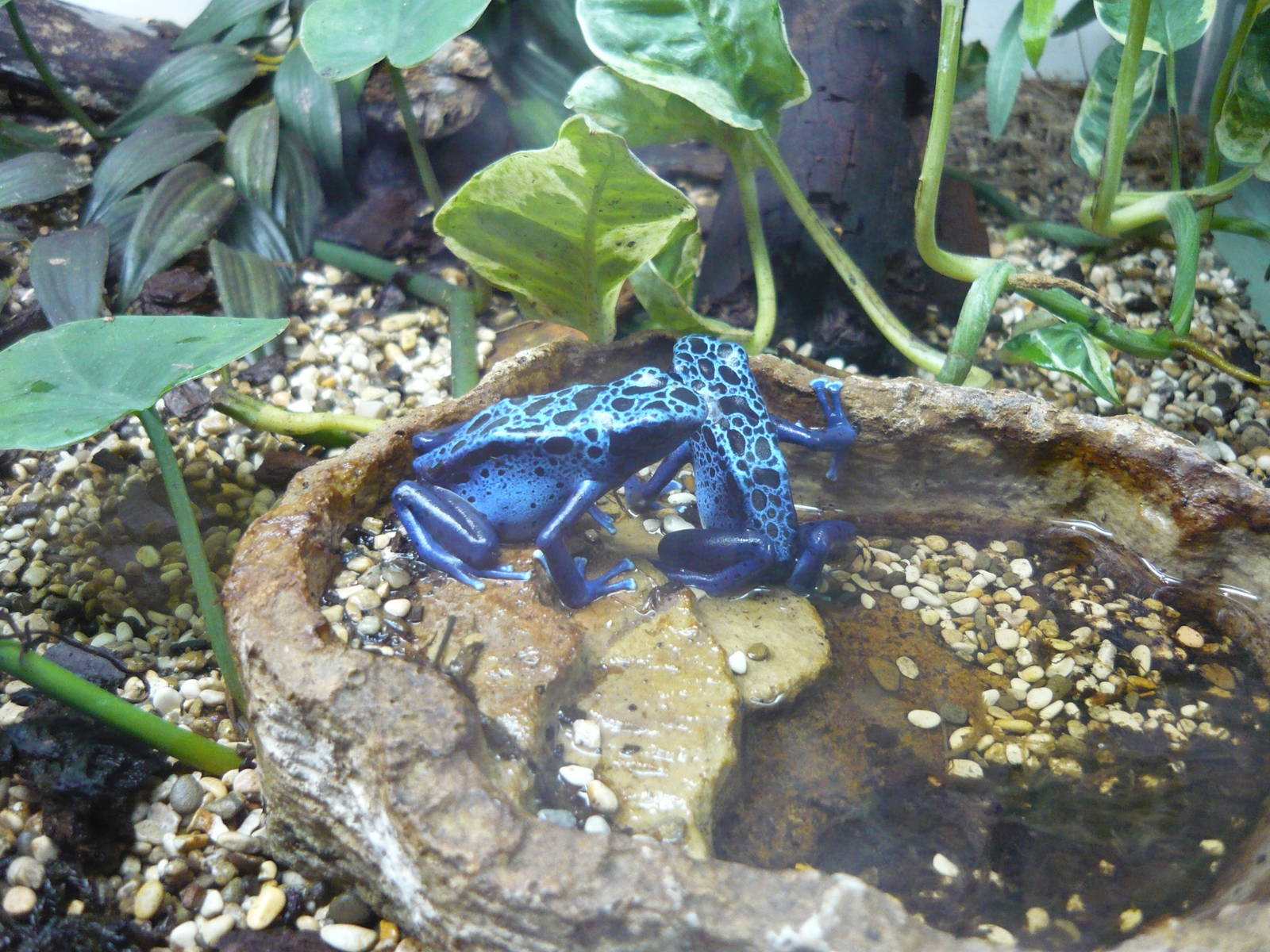 Blue poison dart frog (Dendrobates tinctorius)