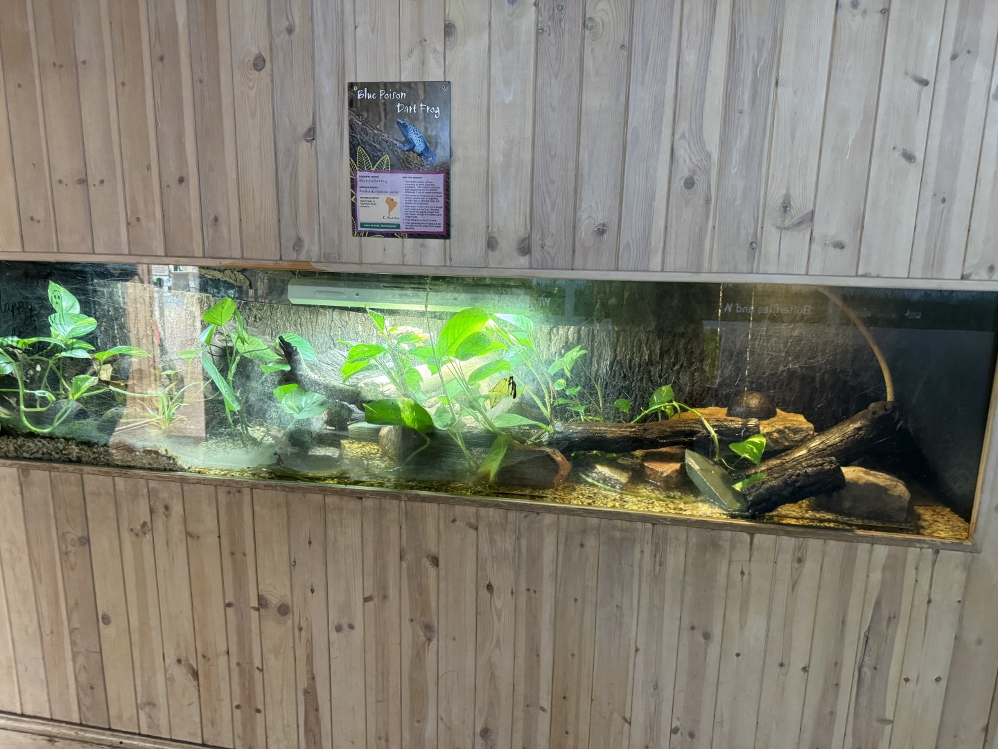 Blue Poison Dart Frog Enclosure at Tropical World (October  2024)