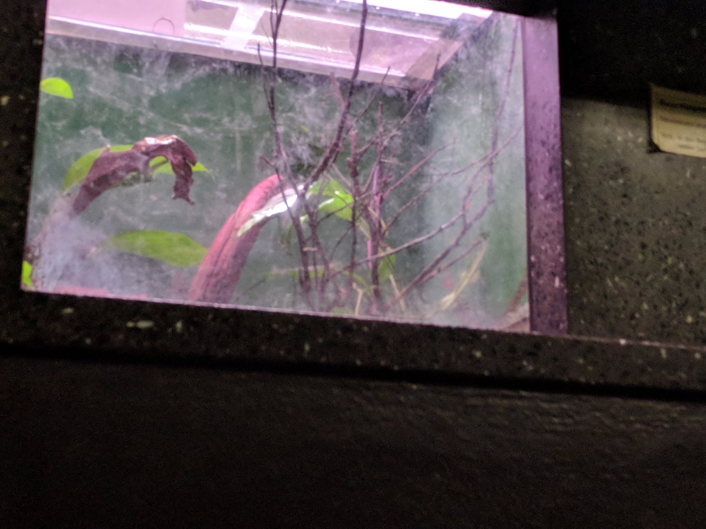 Blue Poison Dart frog Enclosure