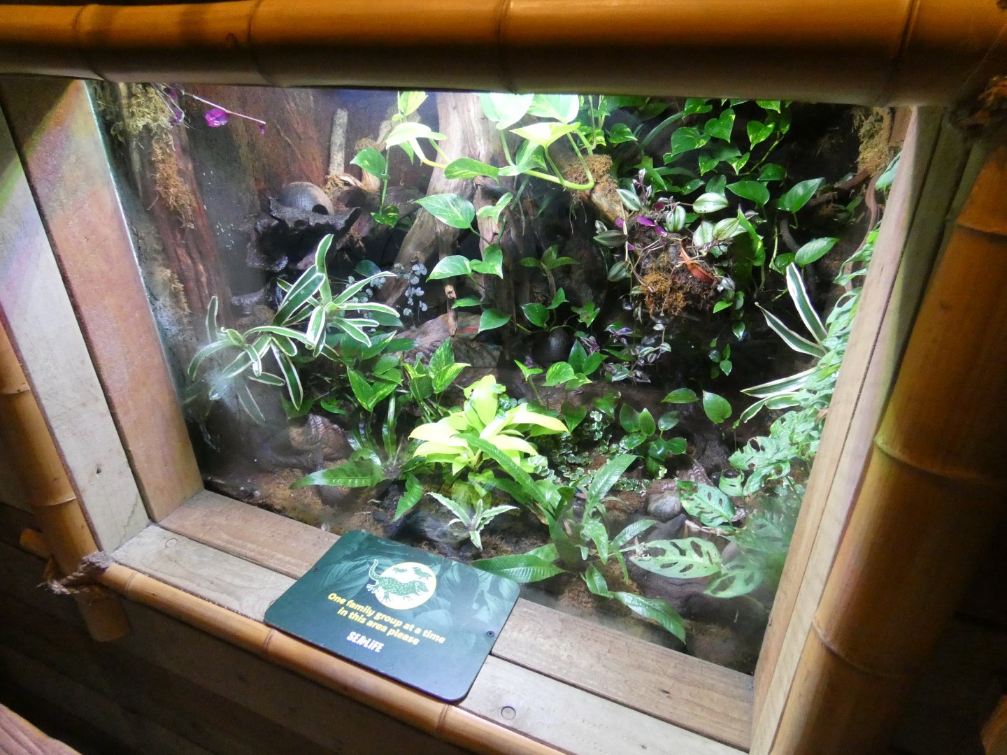 Blue poison dart frog enclosure