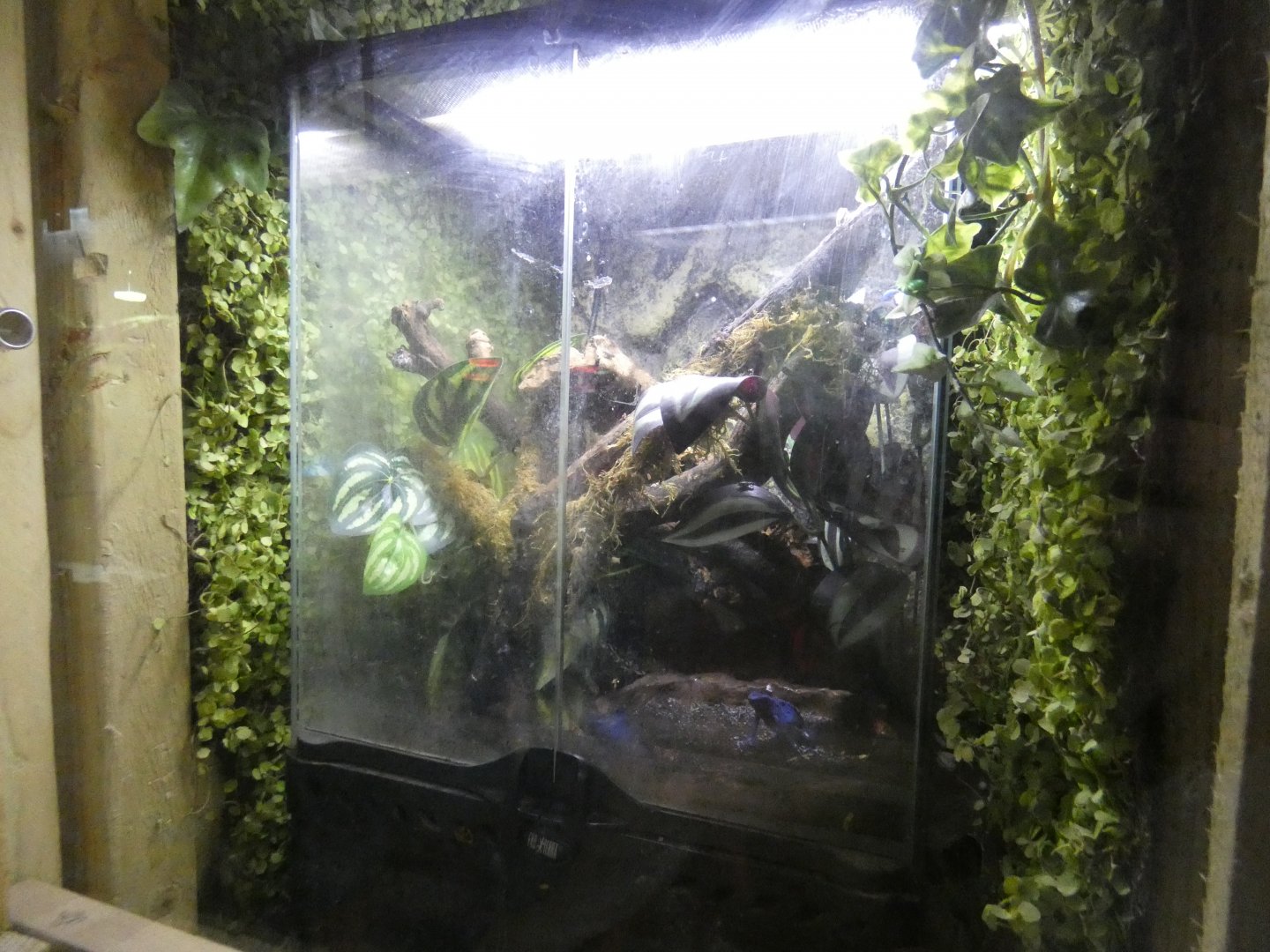 Blue poison dart frog enclosure