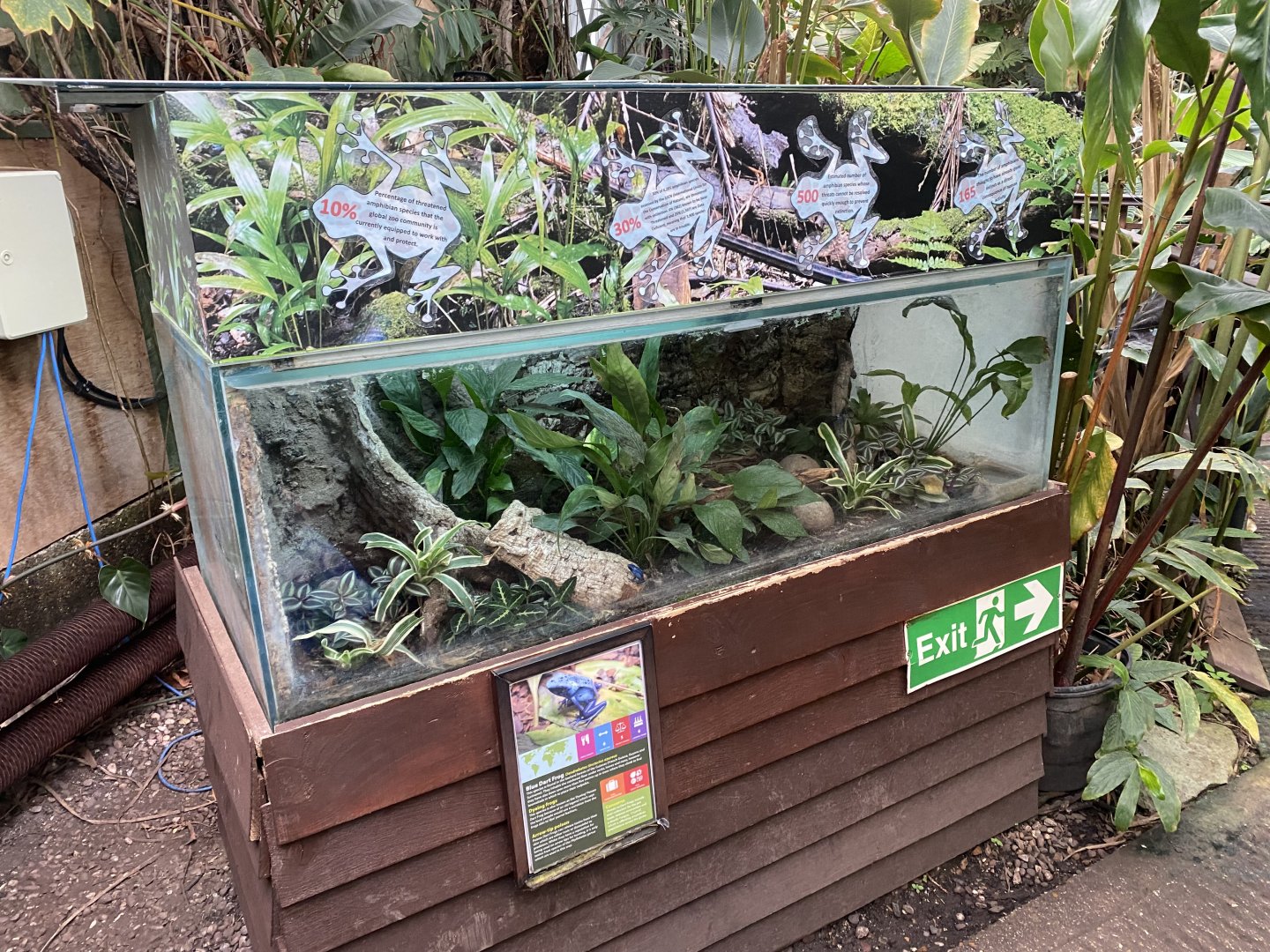 Blue poison dart frog exhibit 050924