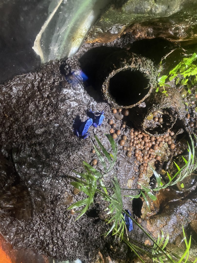 Blue poison dart frog exhibit 060125