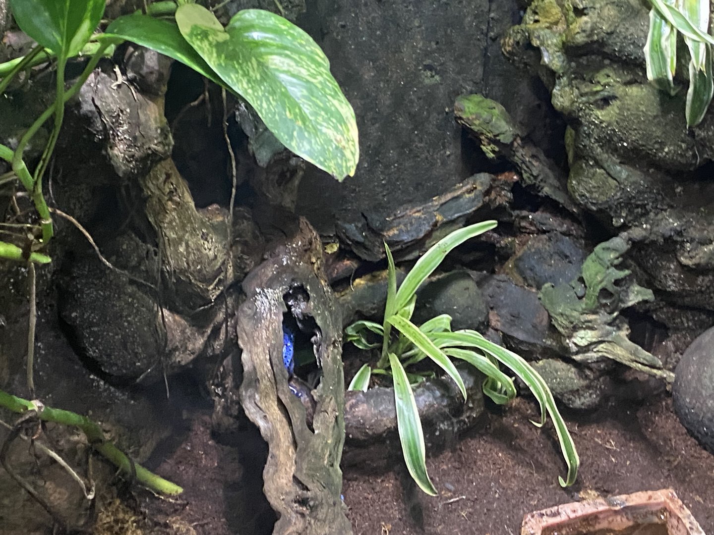 Blue poison dart frog exhibit 110223