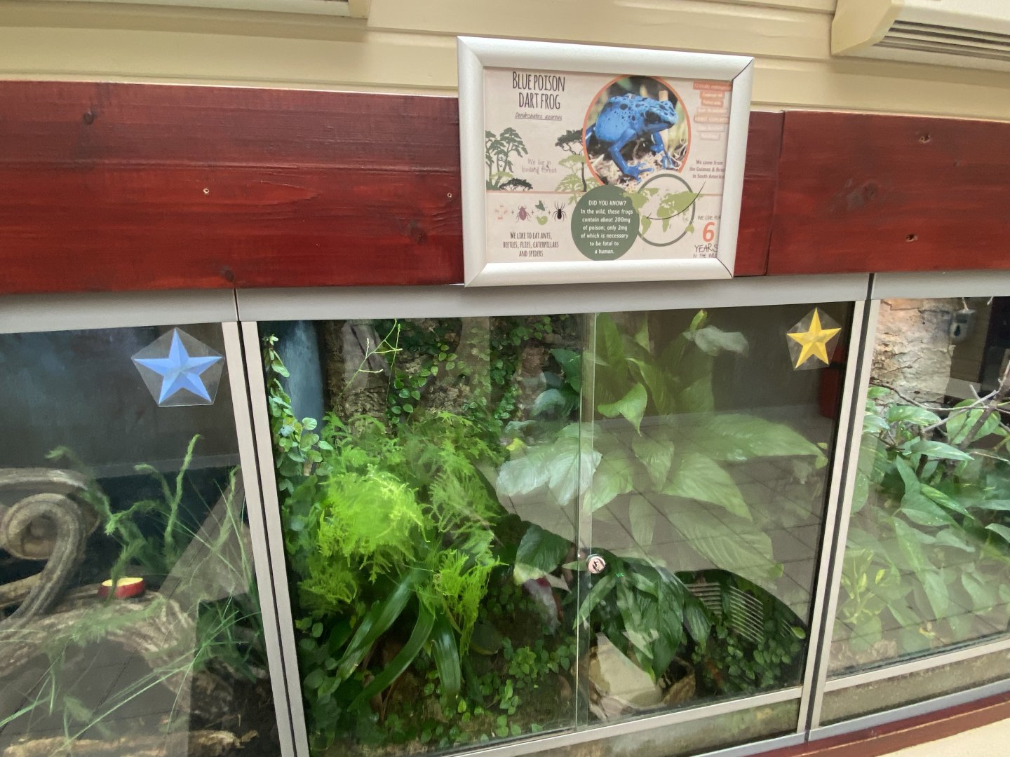 Blue poison dart frog exhibit 140921