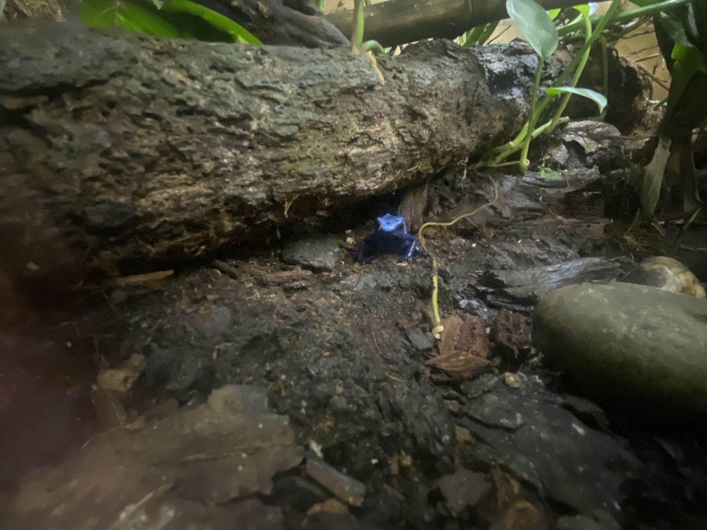 Blue poison dart frog exhibit 250623