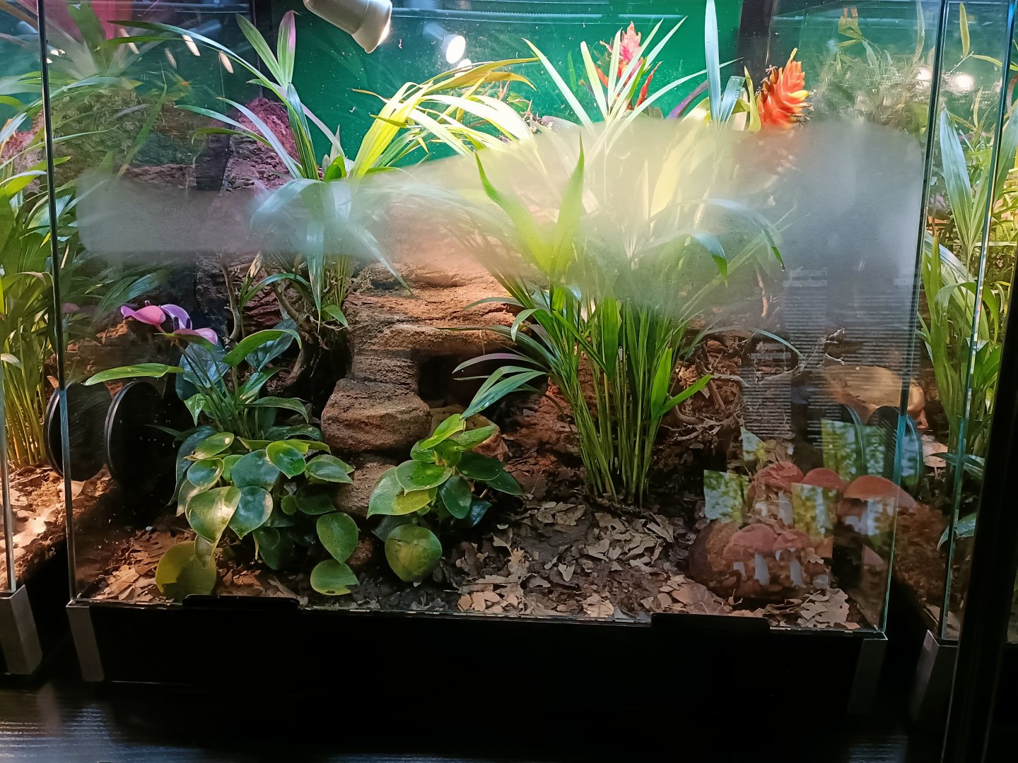 Blue poison dart frog exhibit - Bioparc Acuario de Gijón