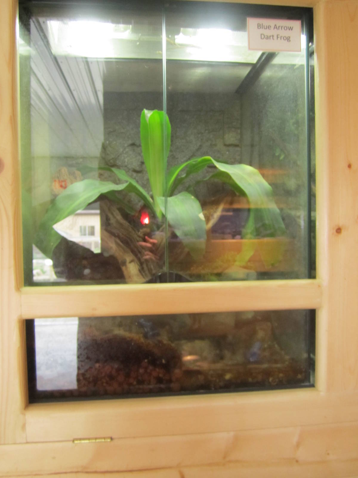 Blue Poison Dart Frog Exhibit