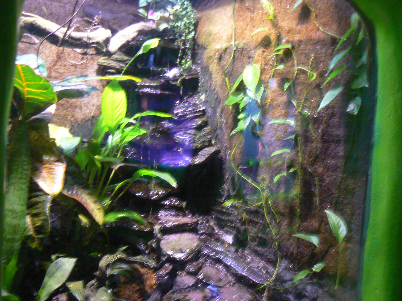 Blue Poison Dart Frog Exhibit
