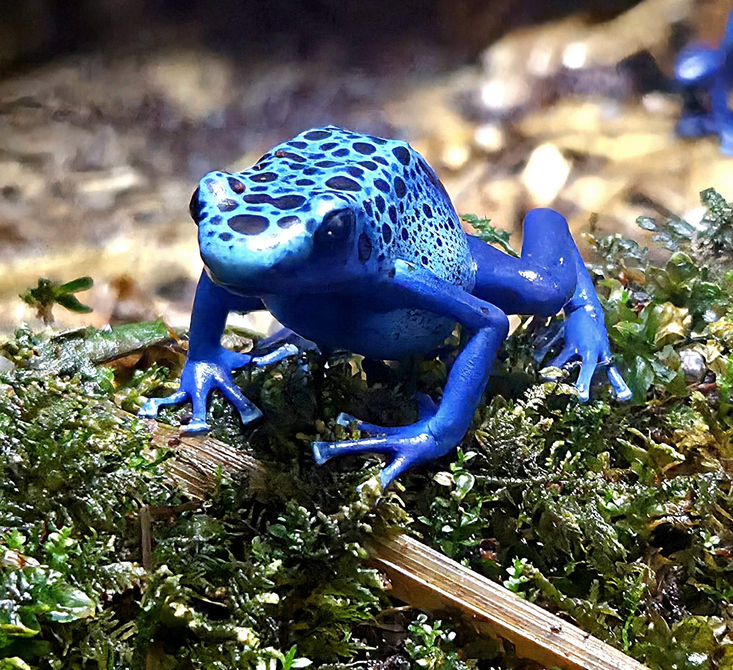 Blue Poison Dart Frog - Rainforest Adventures