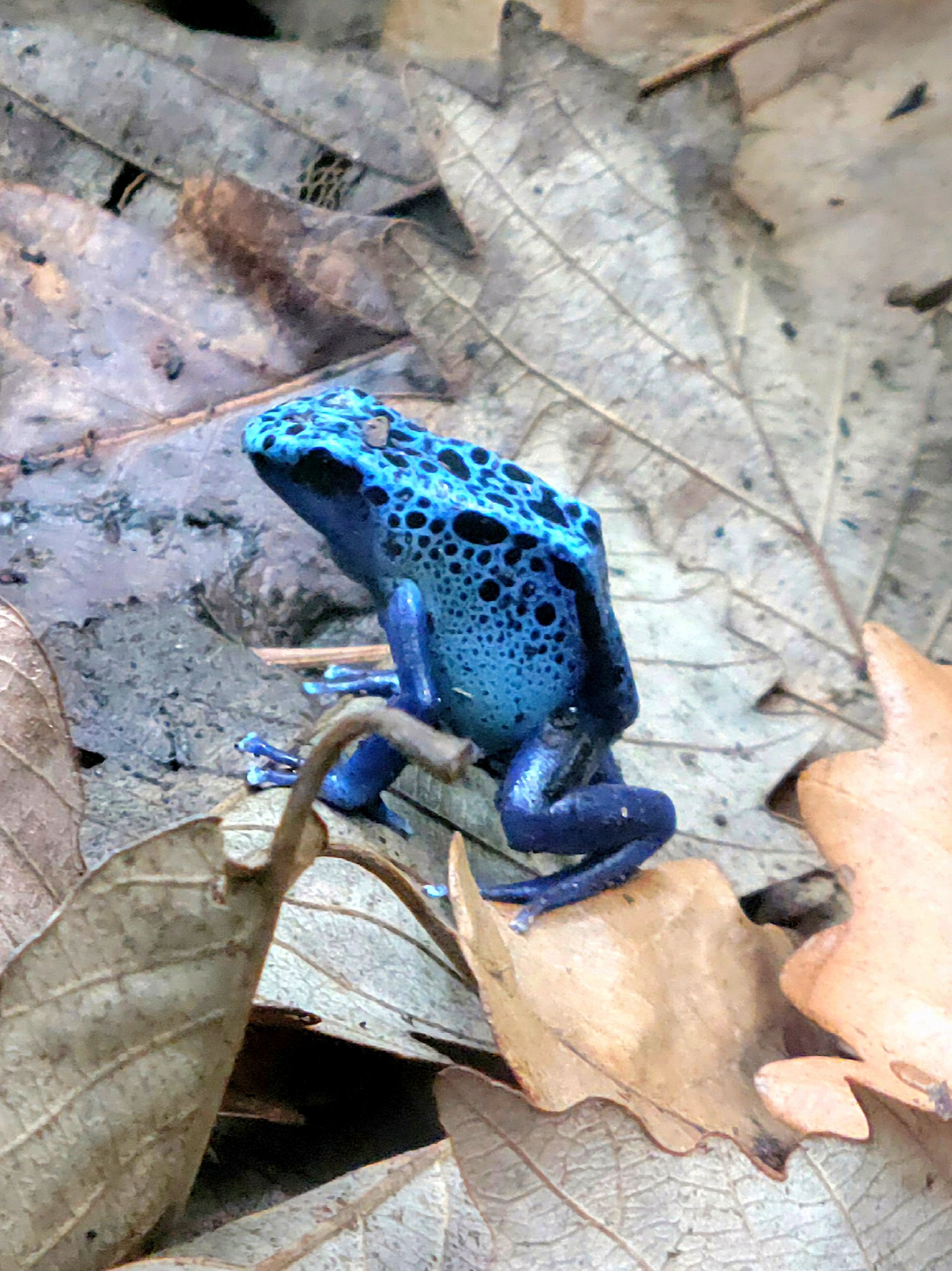 Blue Poison Dart Frog-Riverbanks Zoo