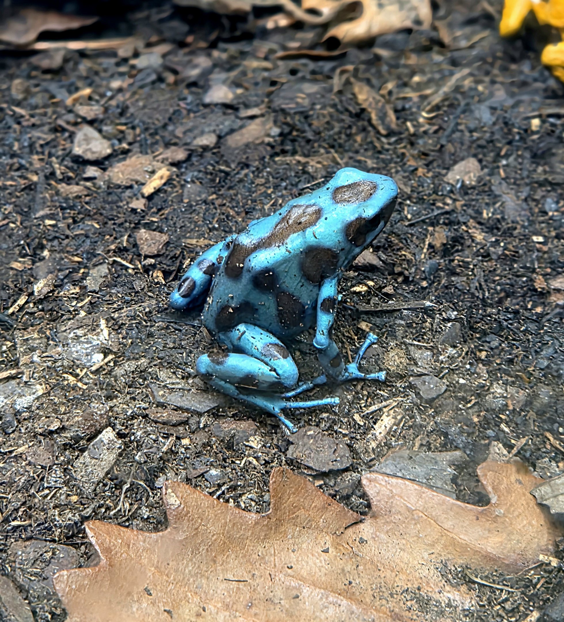 Blue Poison Dart Frog - Riverbanks Zoo