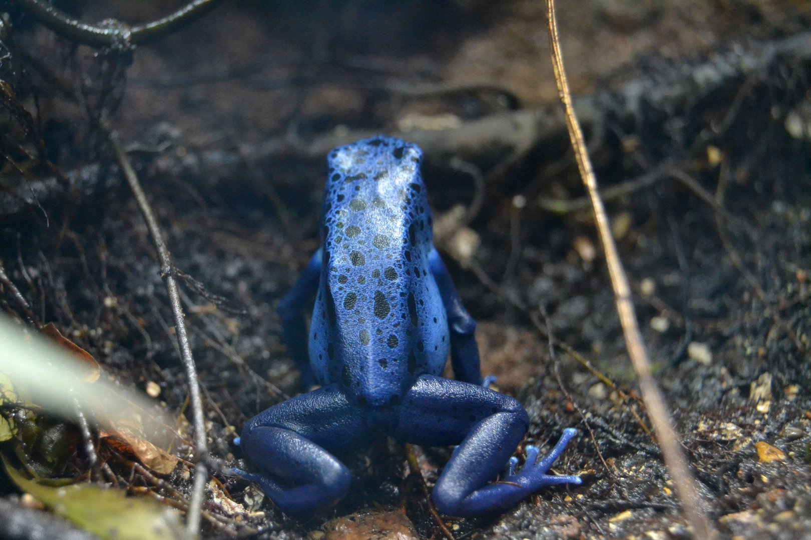 Blue Poison Dart Frog - September 2016