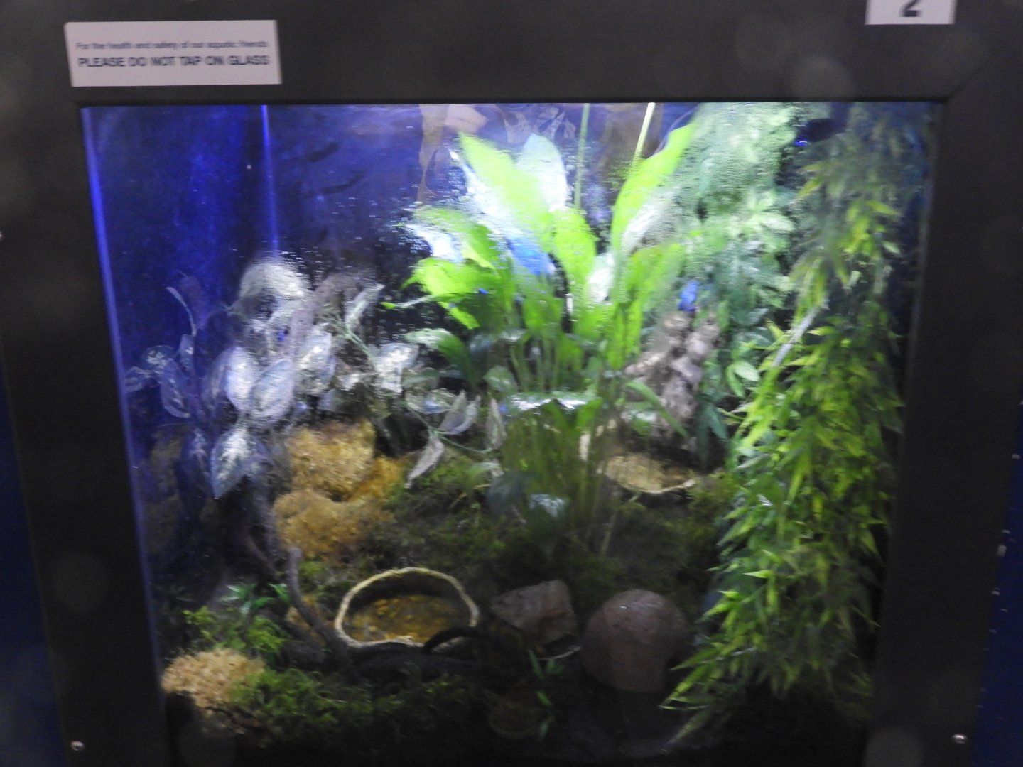 Blue Poison Dart Frog terrarium - Weird and Wild - Reiman Aquarium