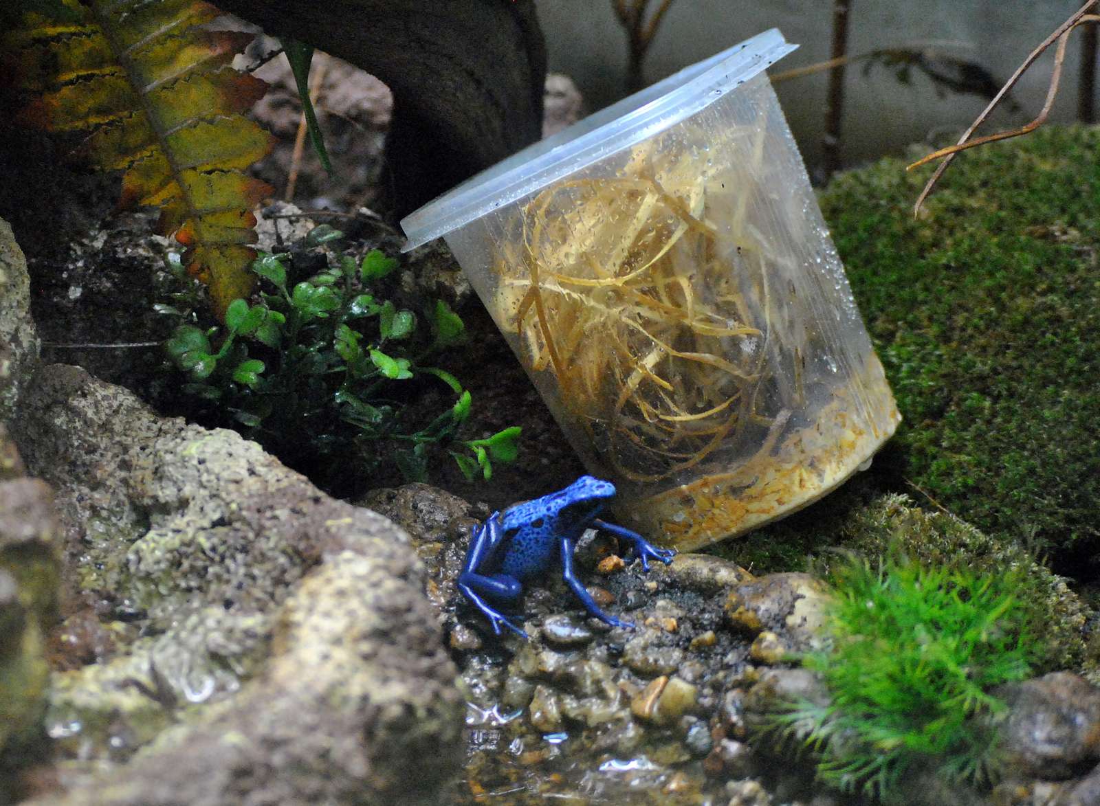 Blue Poison Dart Frog