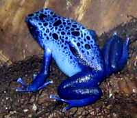 Blue Poison Dart Frog