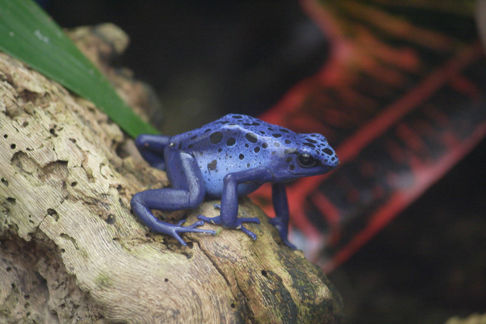 Blue poison dart frog