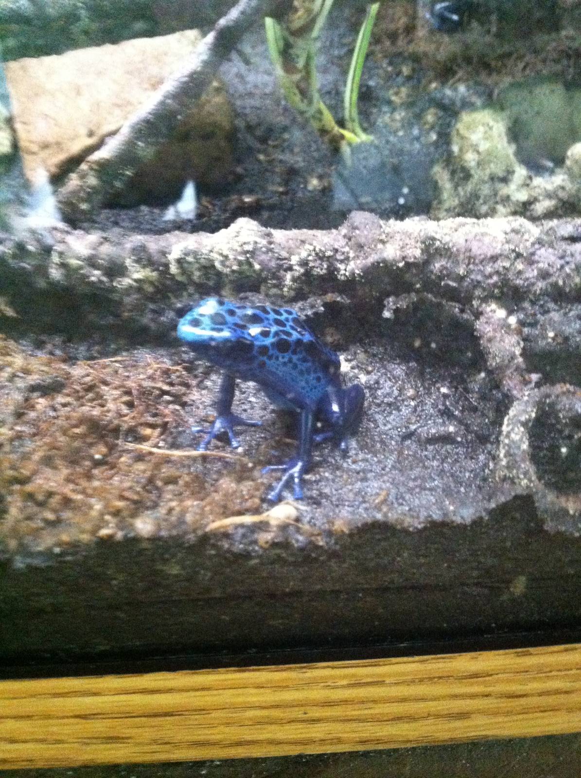 Blue Poison Dart Frog