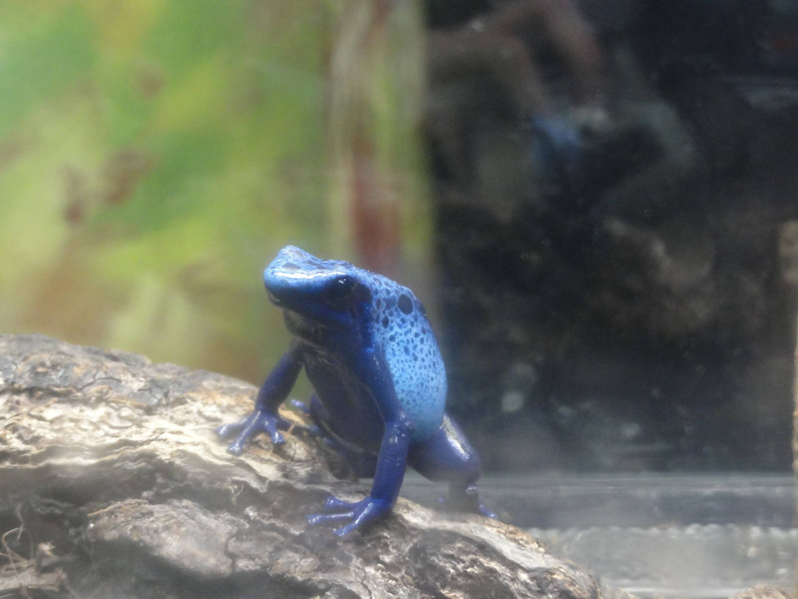 Blue poison dart frog
