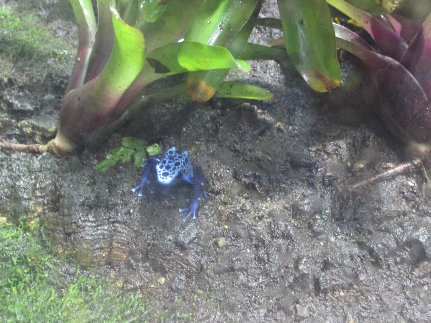 blue poison dart frog