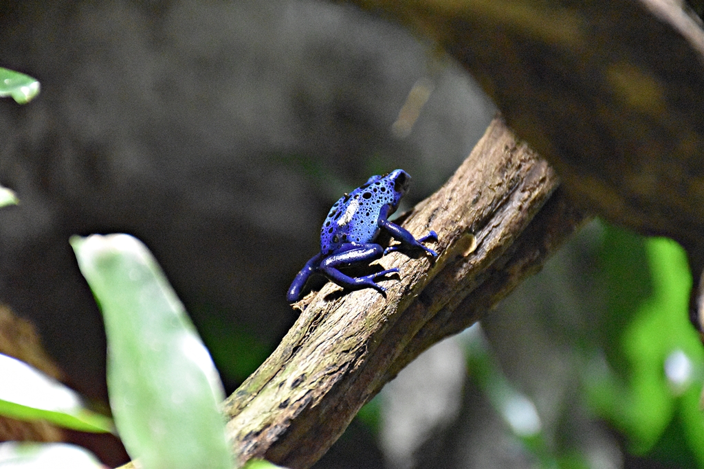 Blue poison dart frog