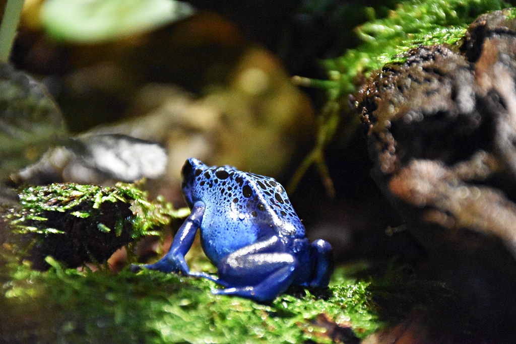 Blue poison dart frog