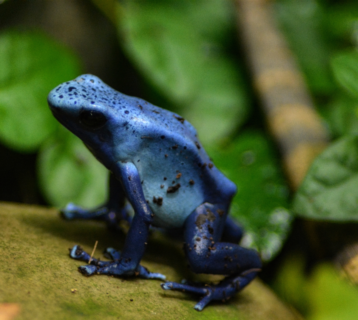 Blue Poison Dart Frog
