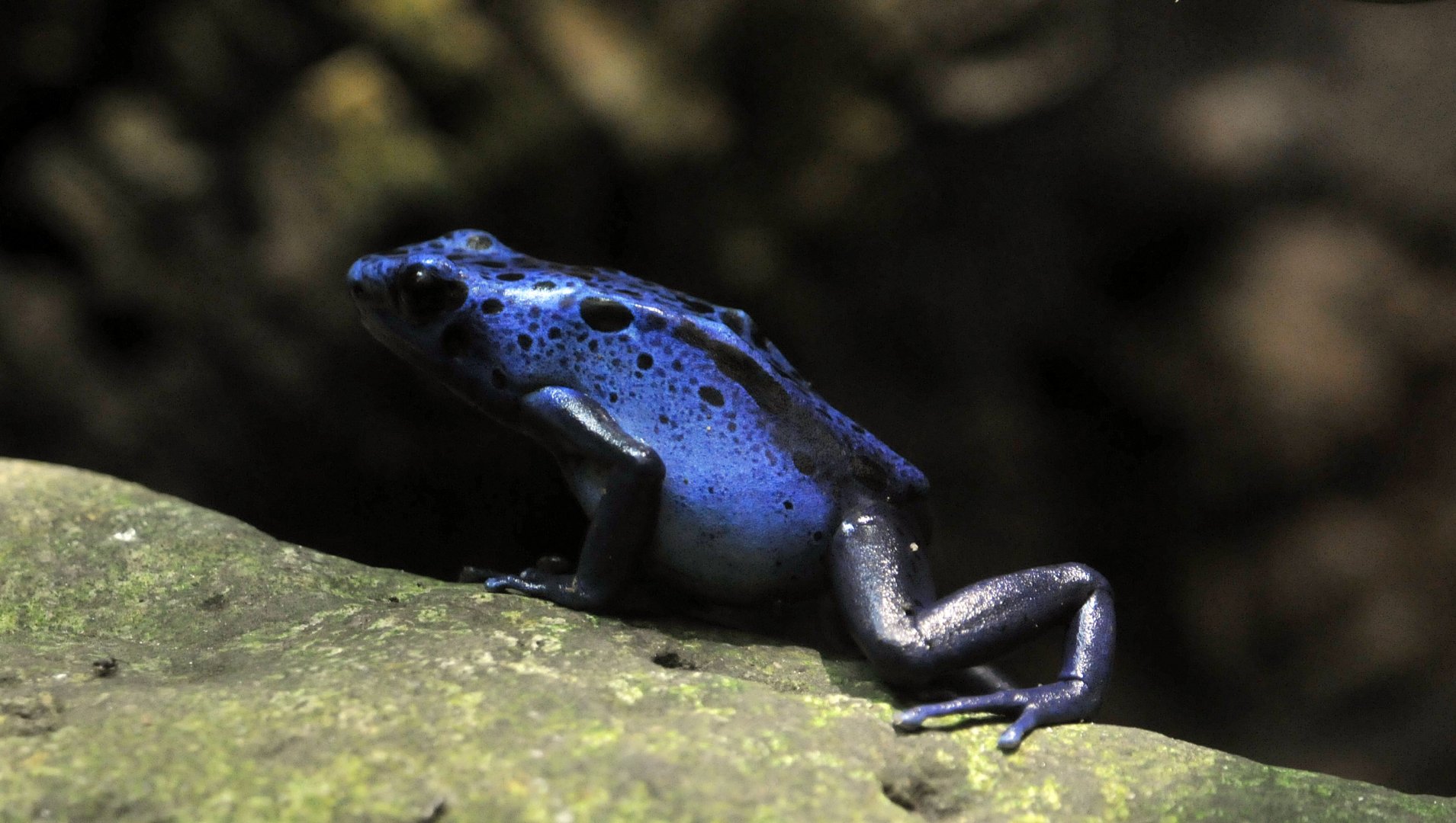 Blue poison dart frog