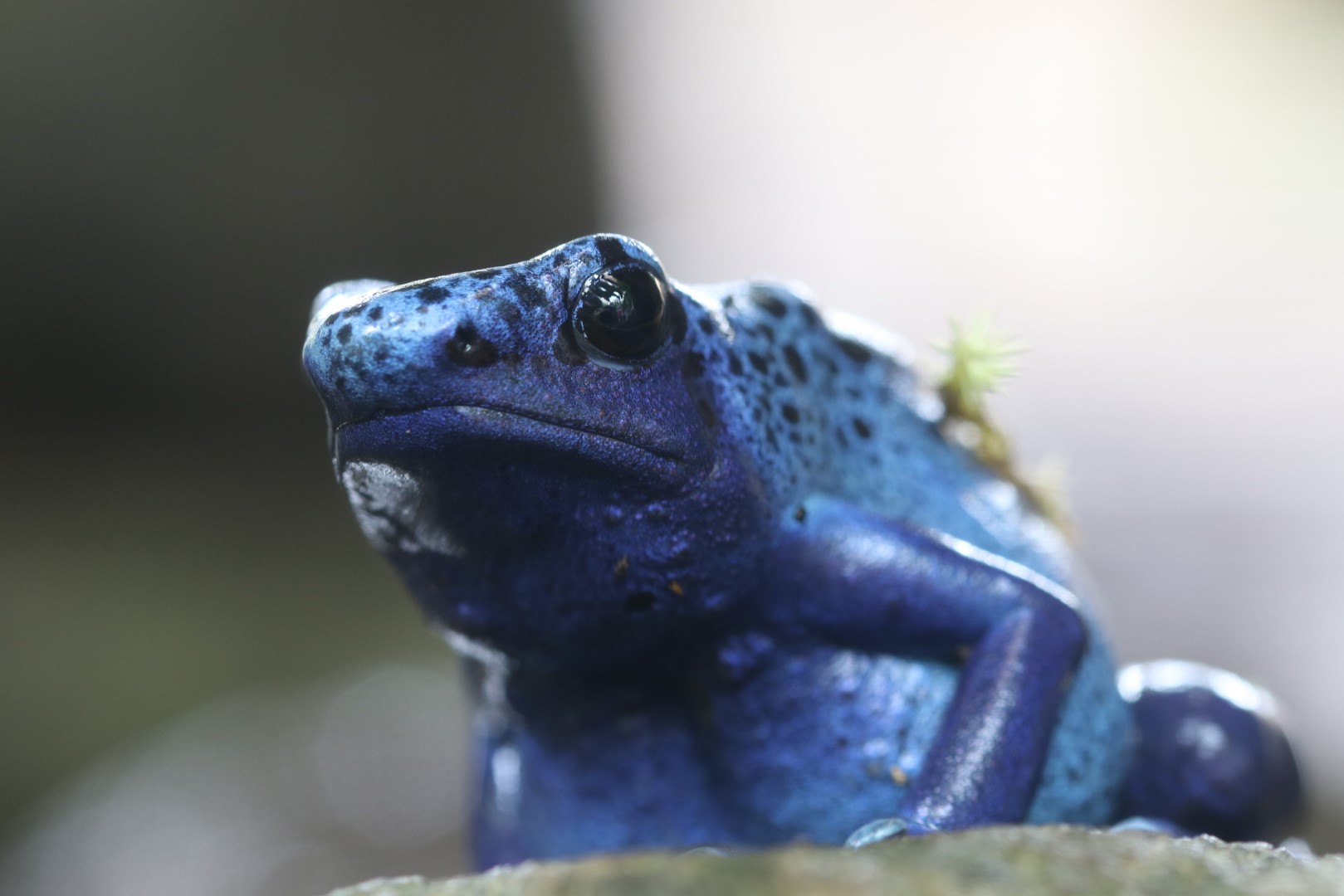 Blue poison dart frog