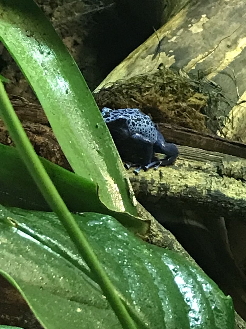Blue poison dart frog